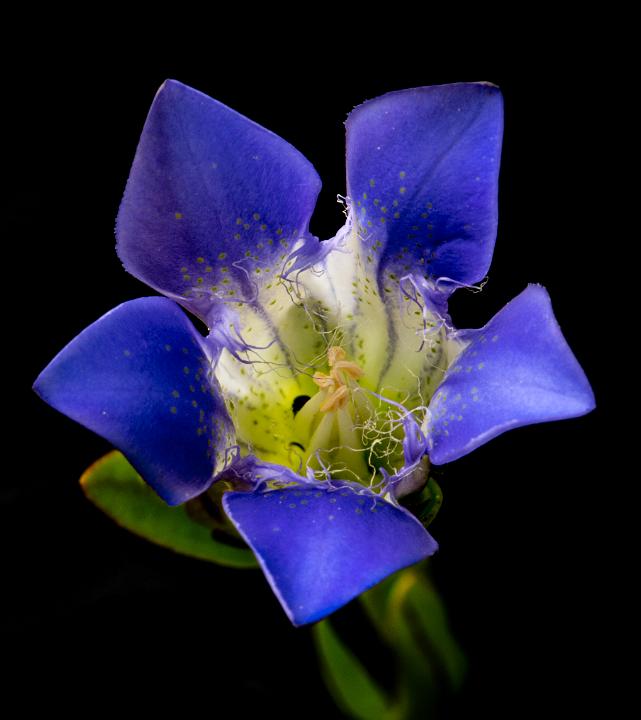 Gentiana setigera 12-1980.jpg - Flora Gallery 5